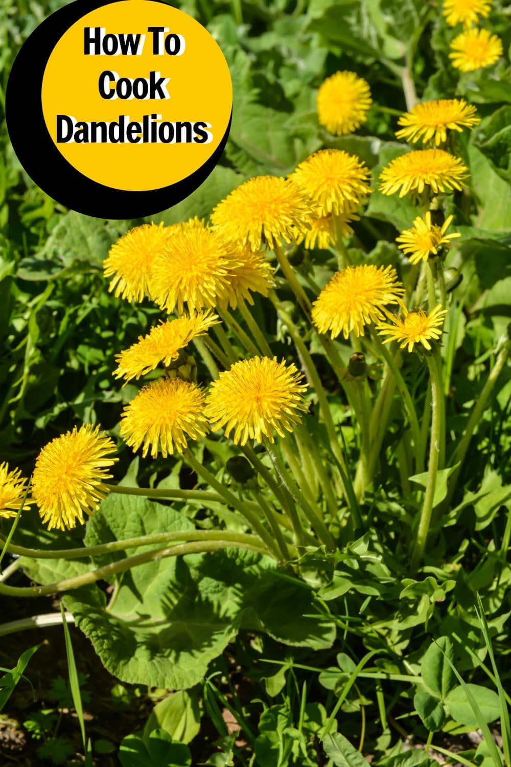 Dandelion Greens