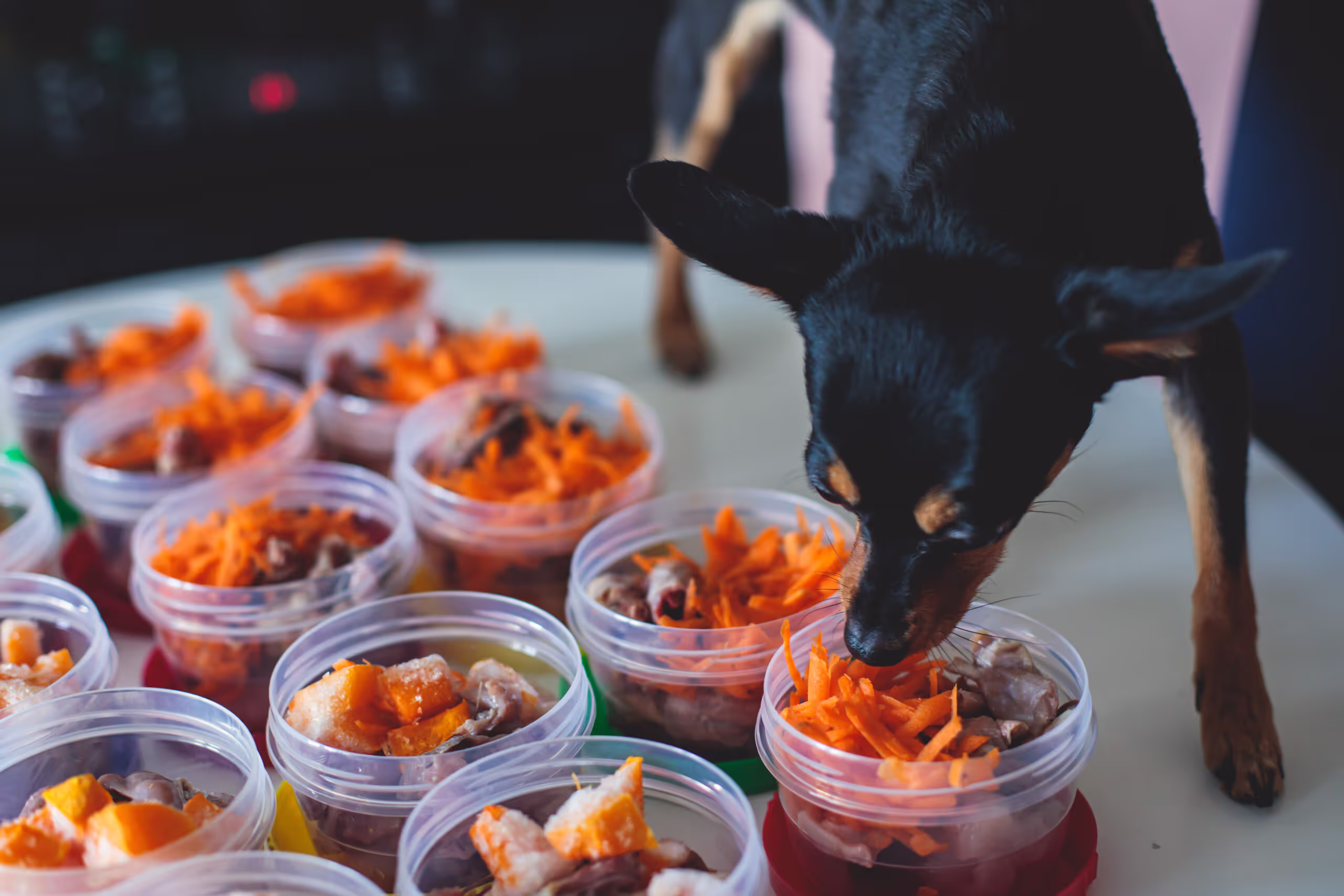 Homemade Pet Food for Dogs and Cats