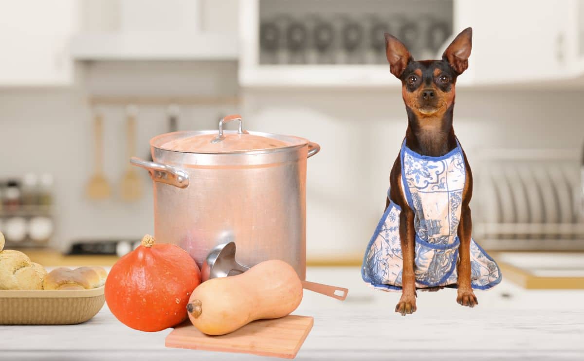 Homemade Dog Food Meals