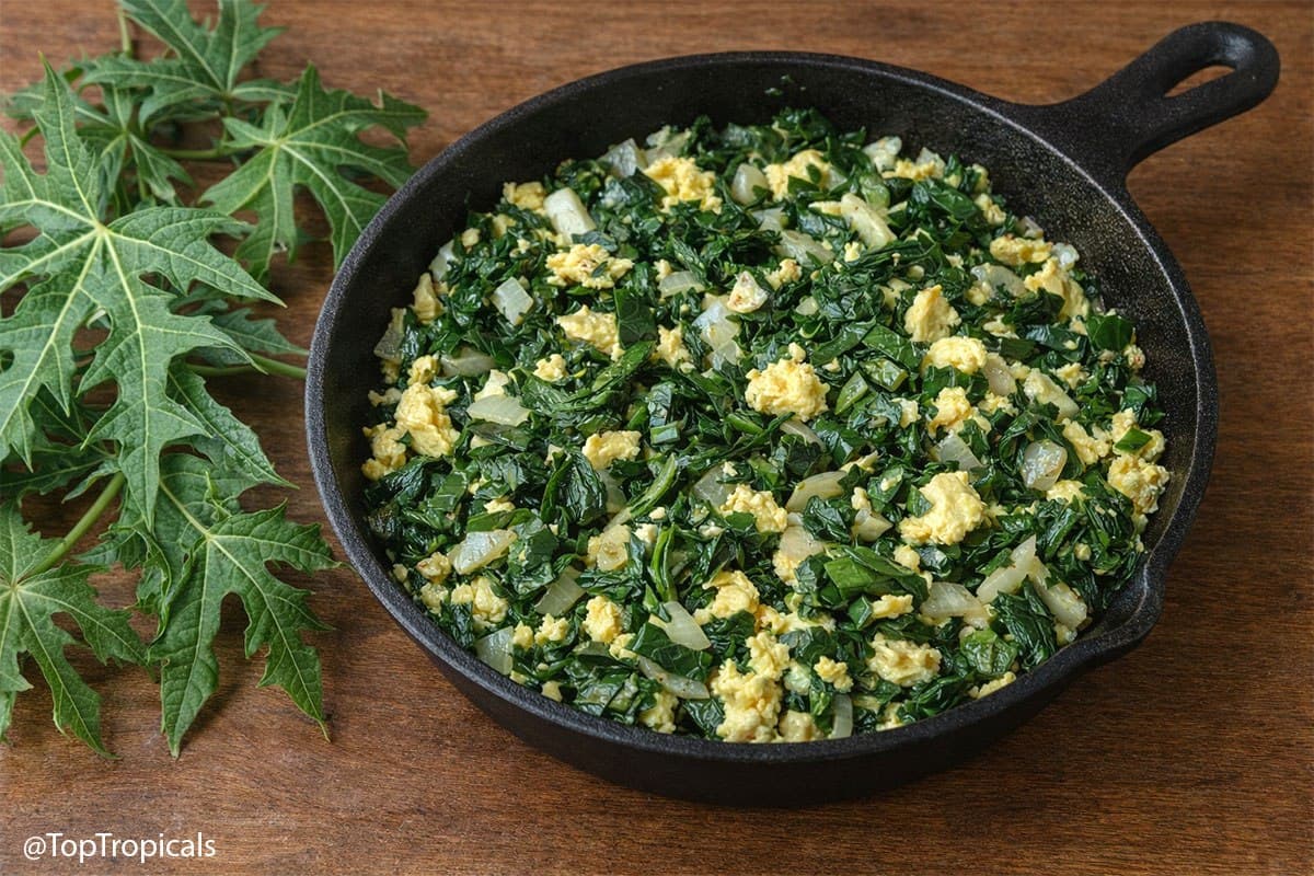 Chaya Nutritious Omelet