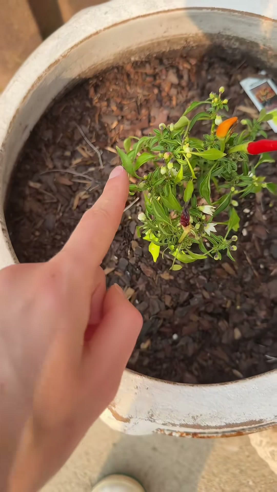 Home Garden Tour and Harvest