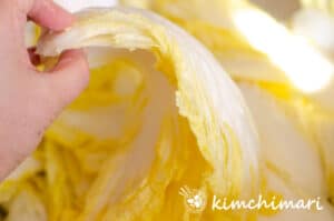 salted cabbage leaf held by hand and bending